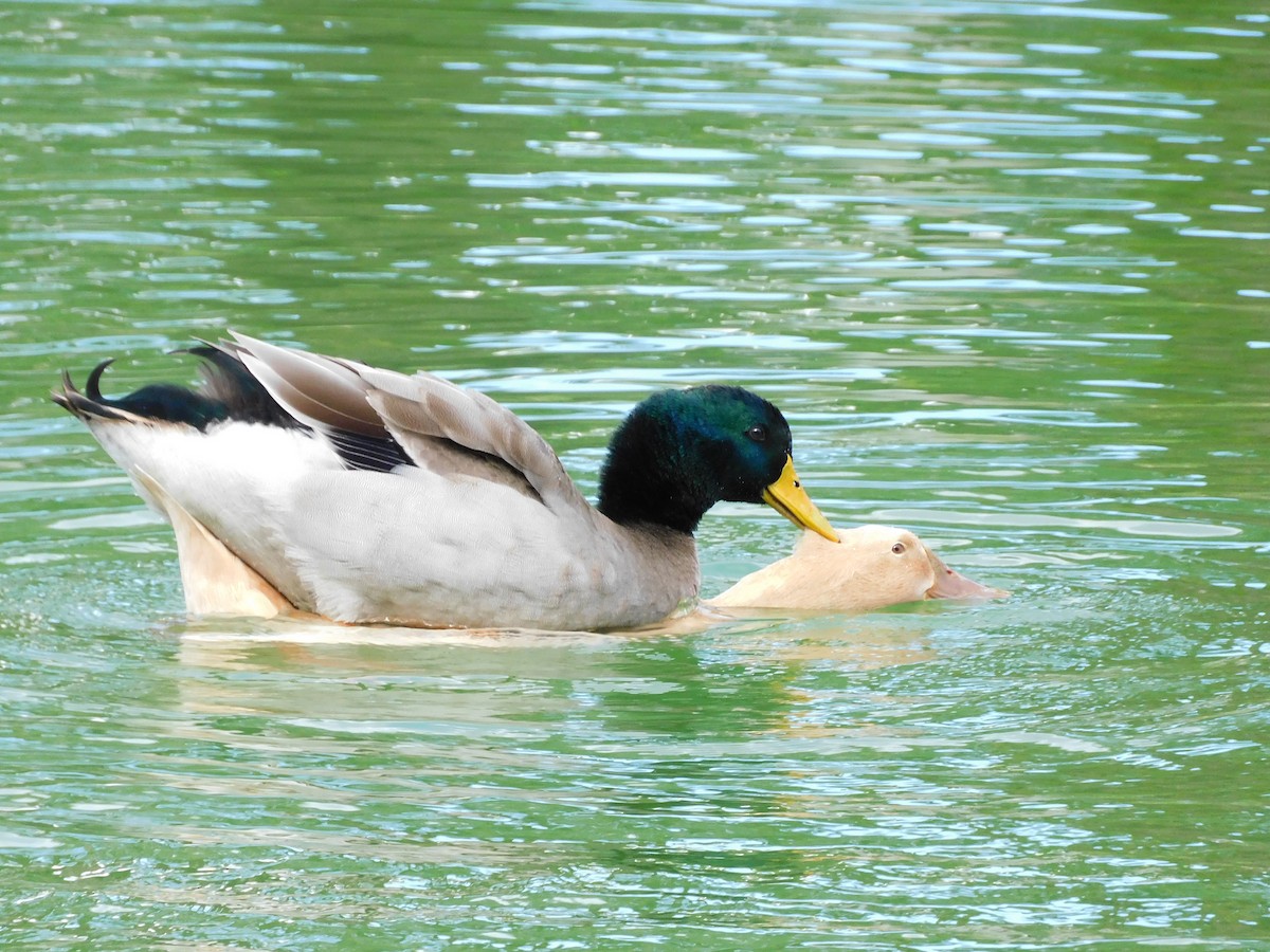 Mallard - ML646715743