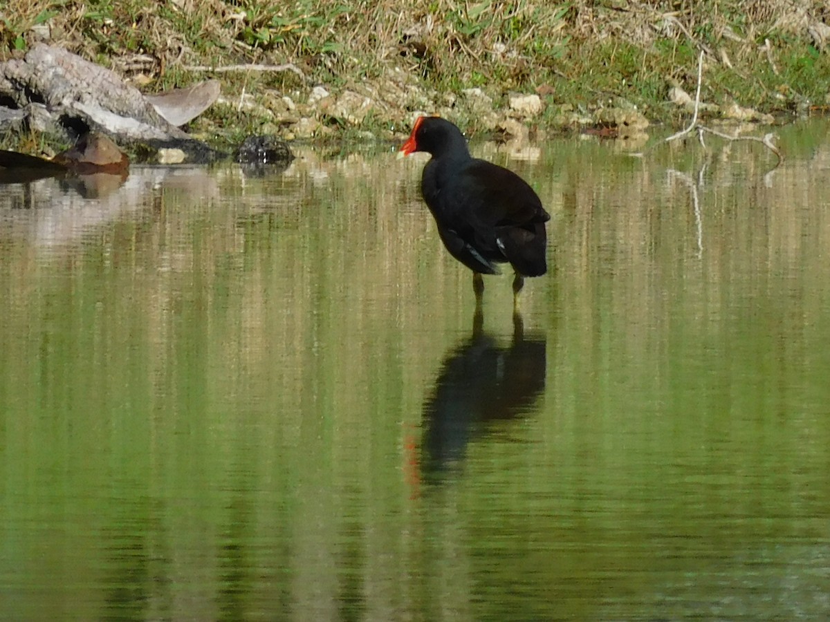 Курочка латиноамериканська - ML646715745