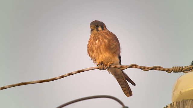 Воробьиная пустельга - ML646715746