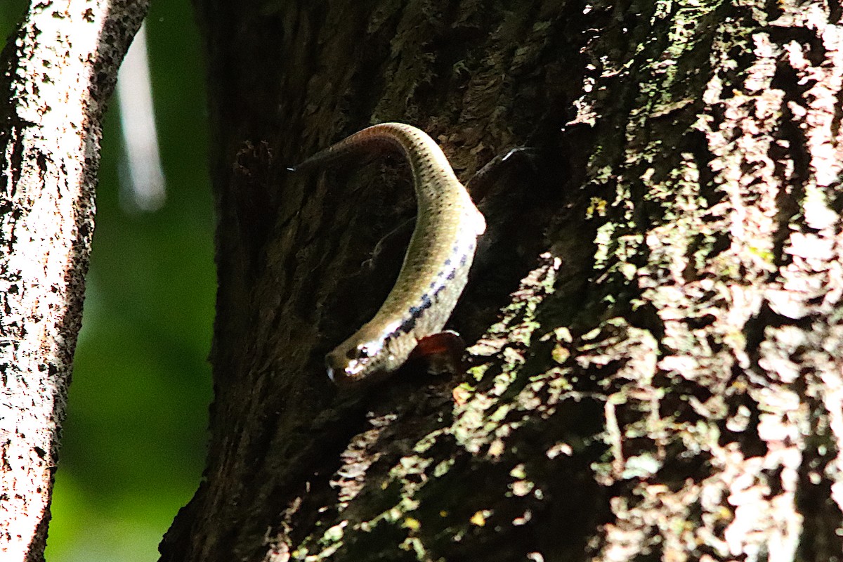 Bar-sided and Forest Skinks - ML646715748