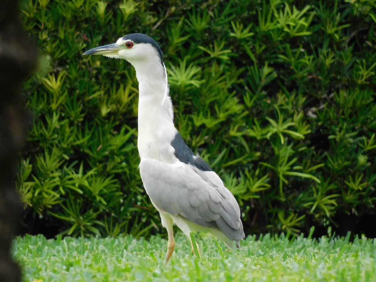Black-crowned Night Heron - ML646715750