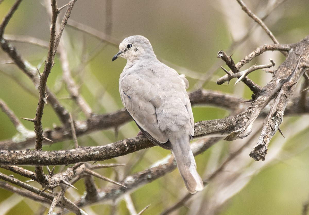 イチモンジバト - ML646715751