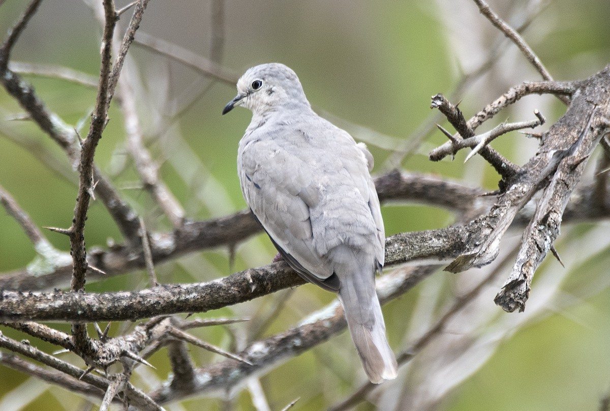 イチモンジバト - ML646715752