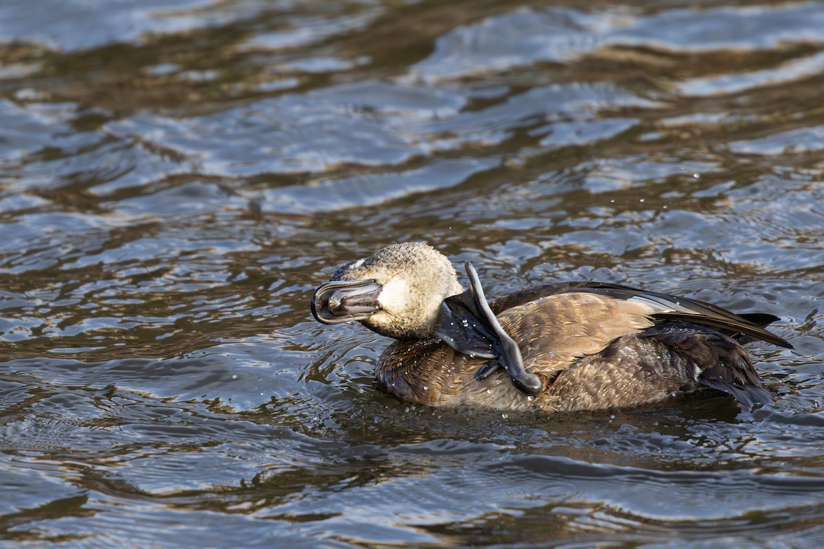 Ring-necked Duck - ML646715756