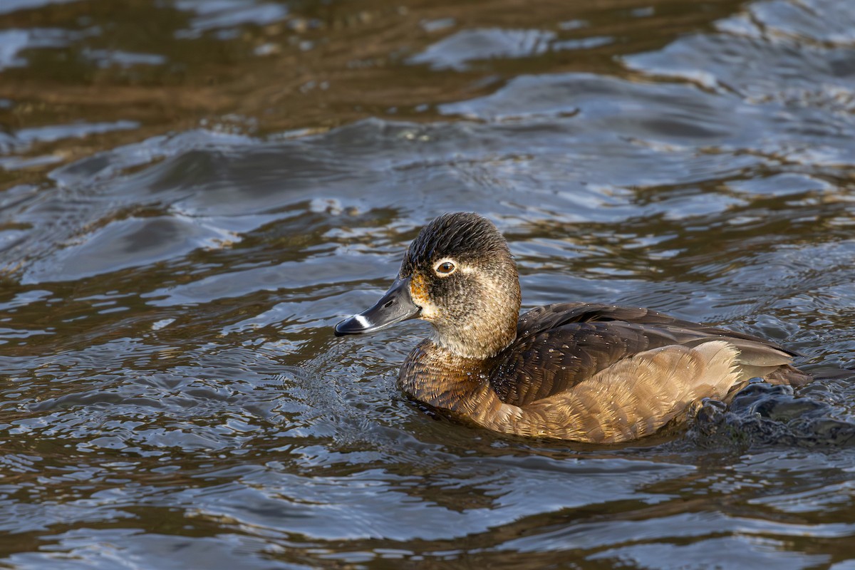 Ring-necked Duck - ML646715757