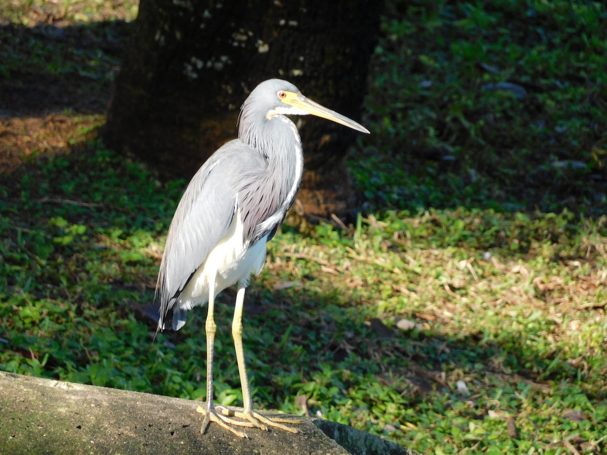 Tricolored Heron - ML646715758