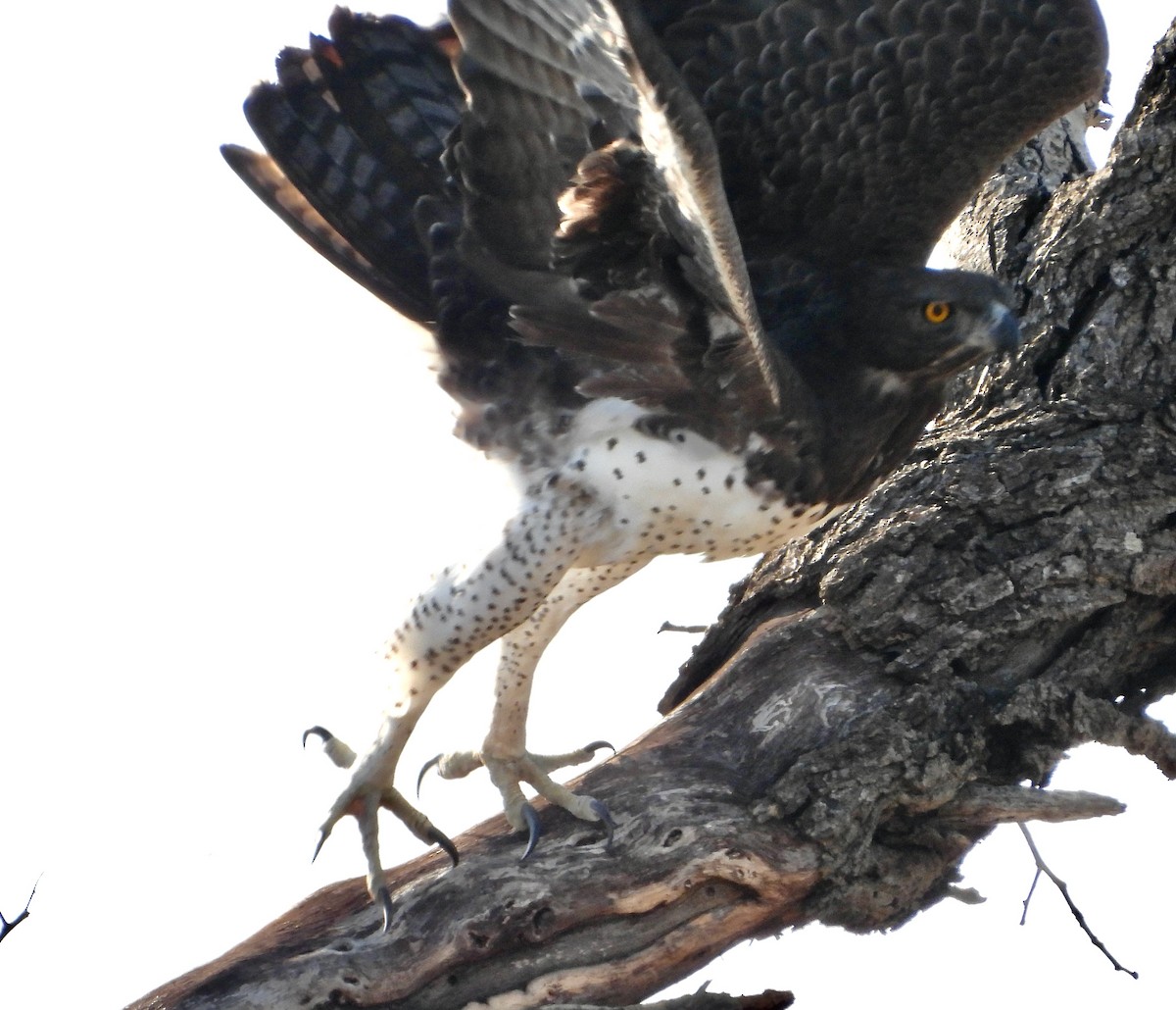 Kampfadler - ML646715760