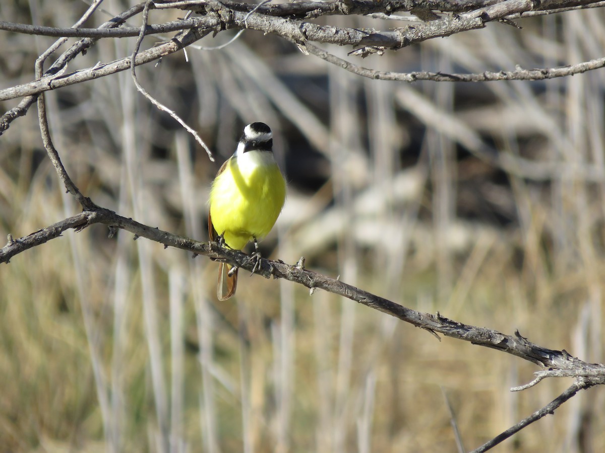 Great Kiskadee - ML646715761