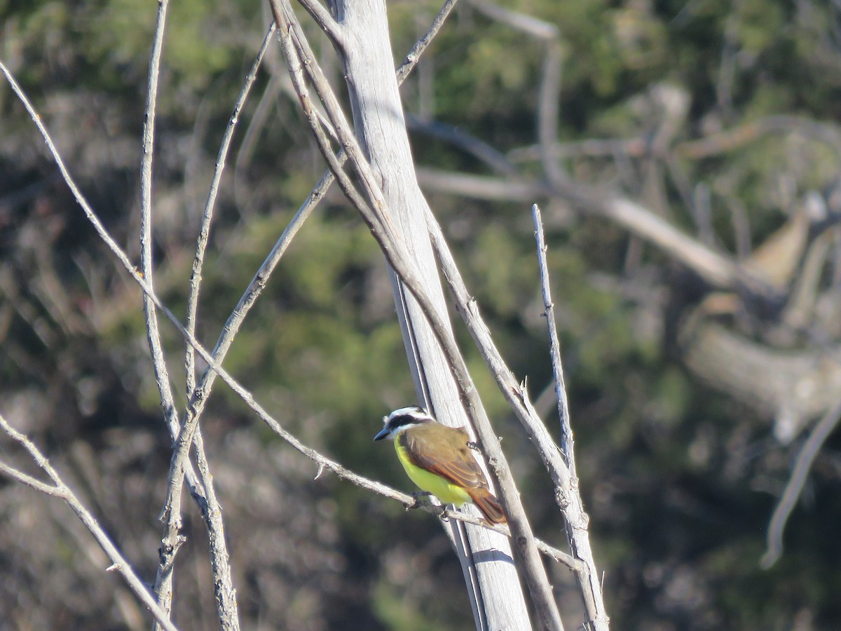 Great Kiskadee - ML646715762