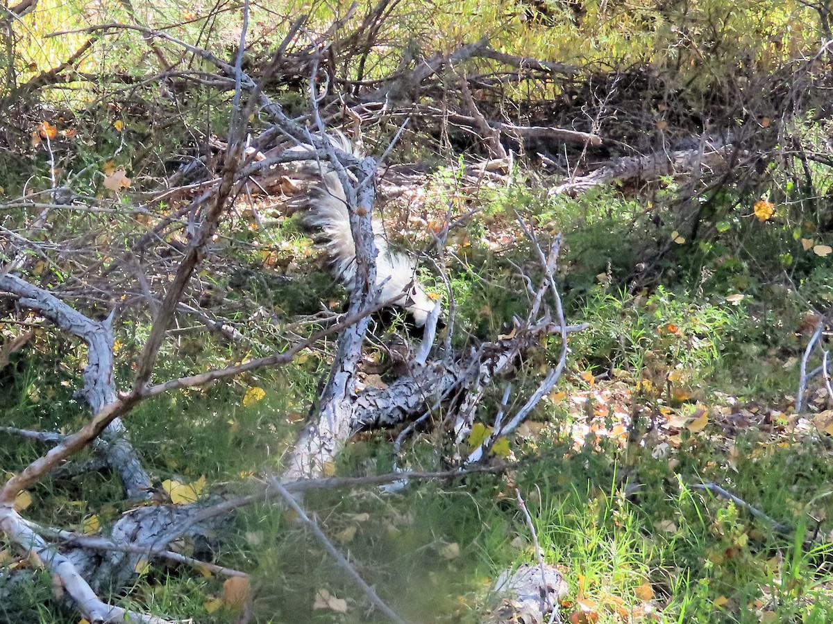 Animals - ML646715764