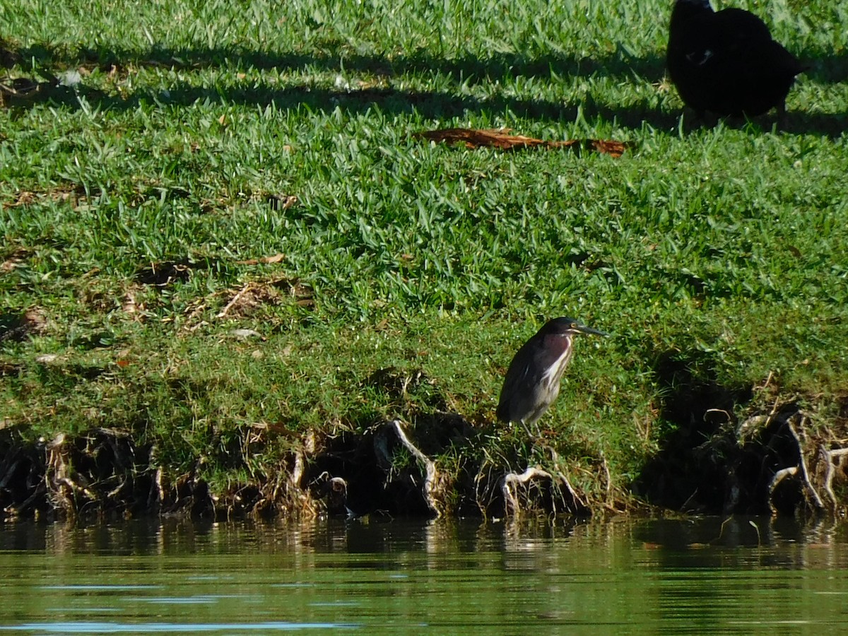 Green Heron - ML646715765