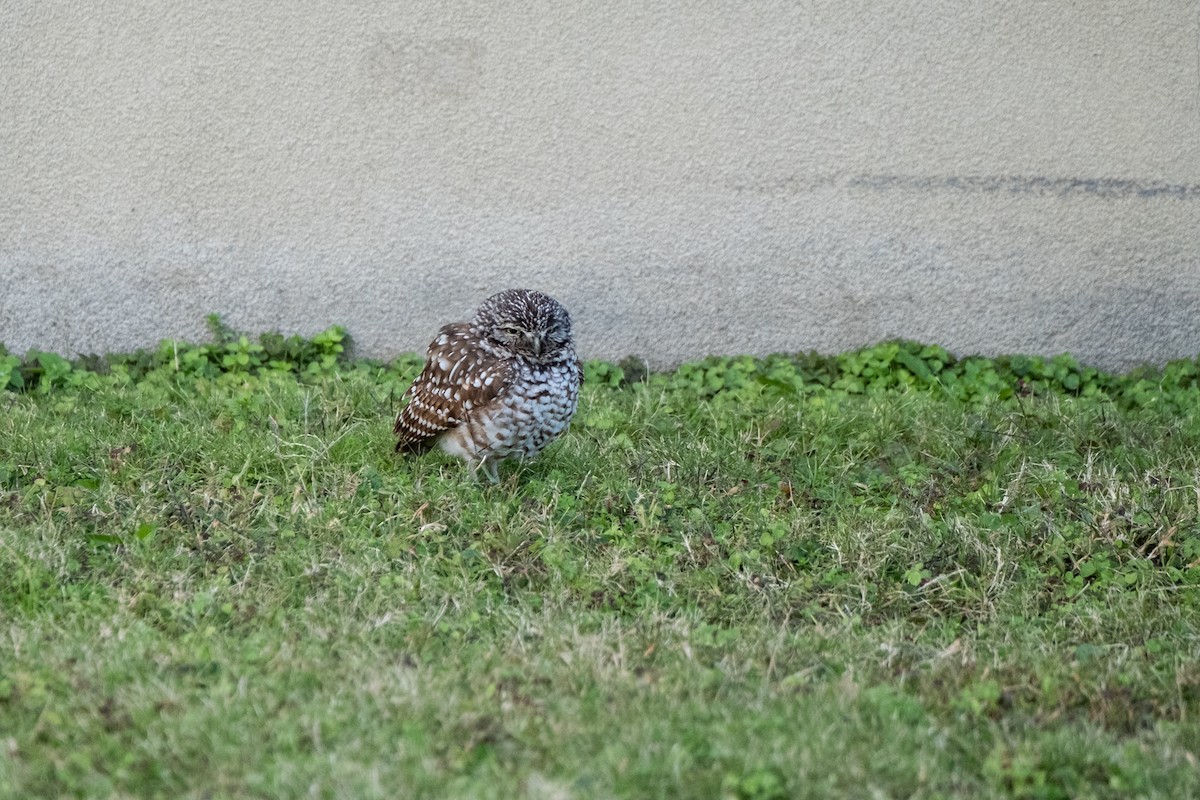 Burrowing Owl - ML646715767