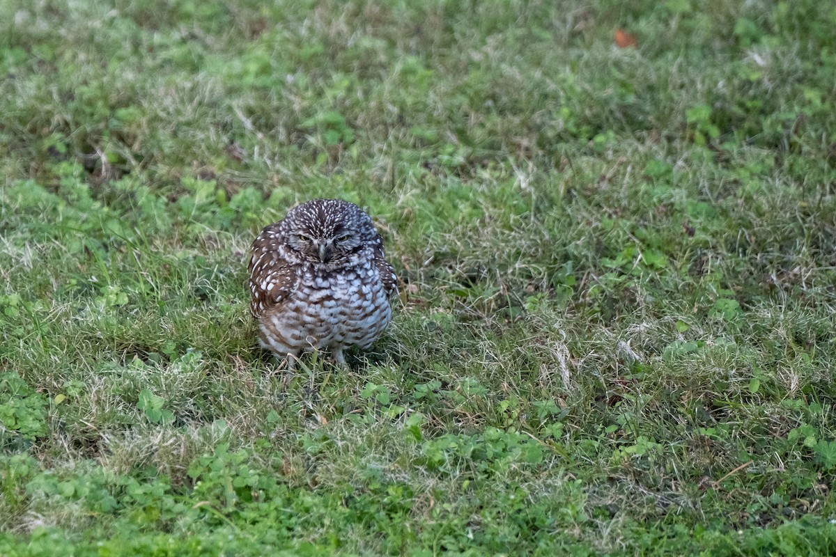 Burrowing Owl - ML646715769