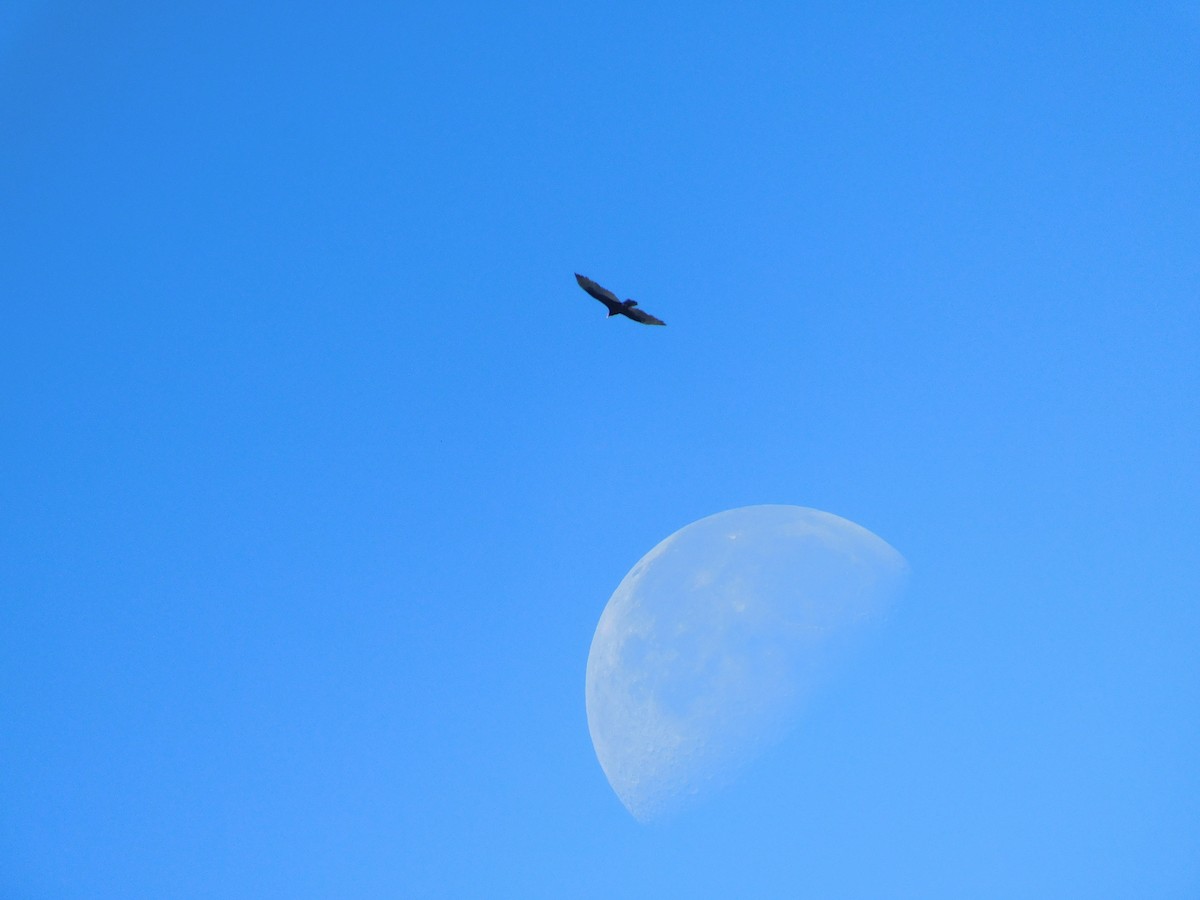 Turkey Vulture - ML646715770