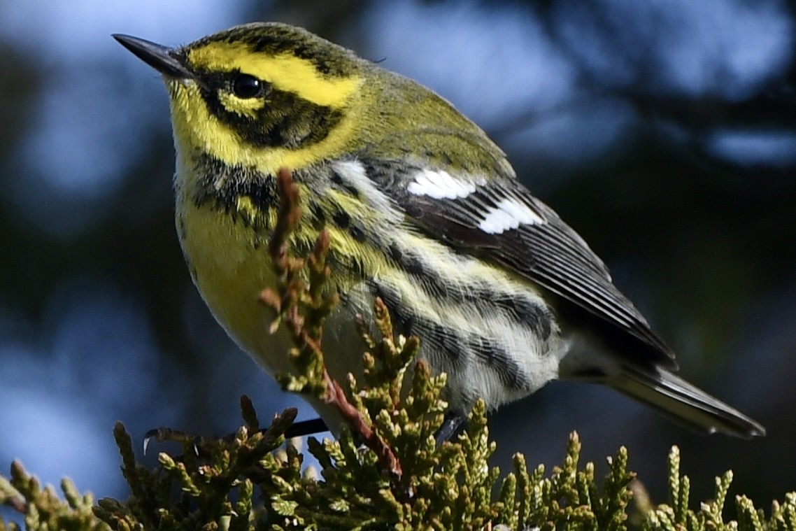 Townsend's Warbler - ML646715771