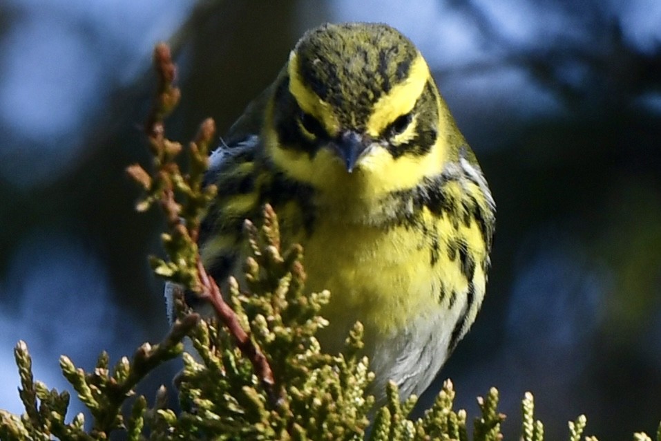 Townsend's Warbler - ML646715772