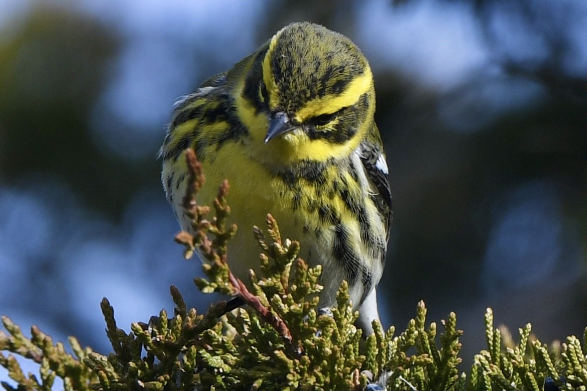 Townsend's Warbler - ML646715773