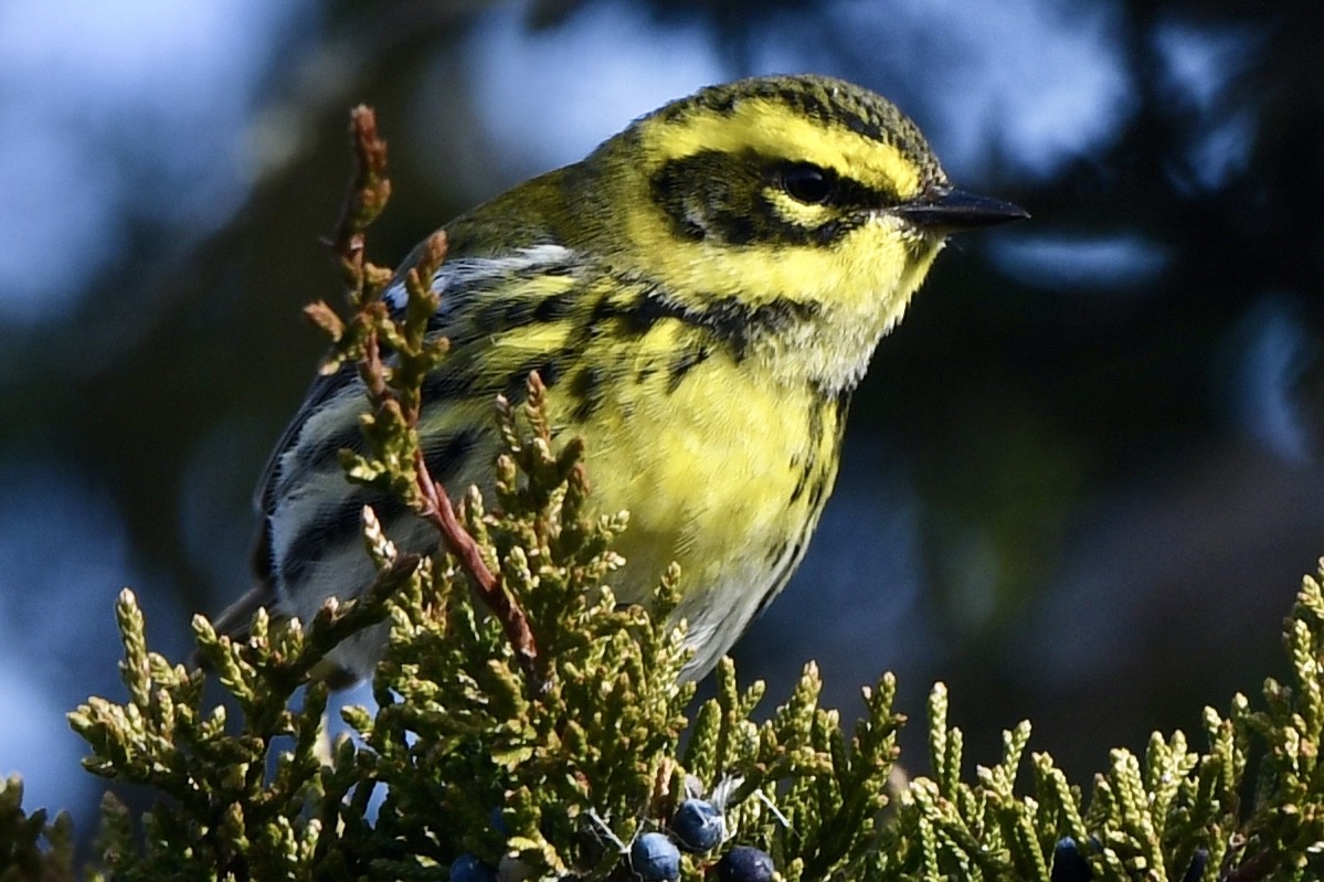Townsend's Warbler - ML646715774
