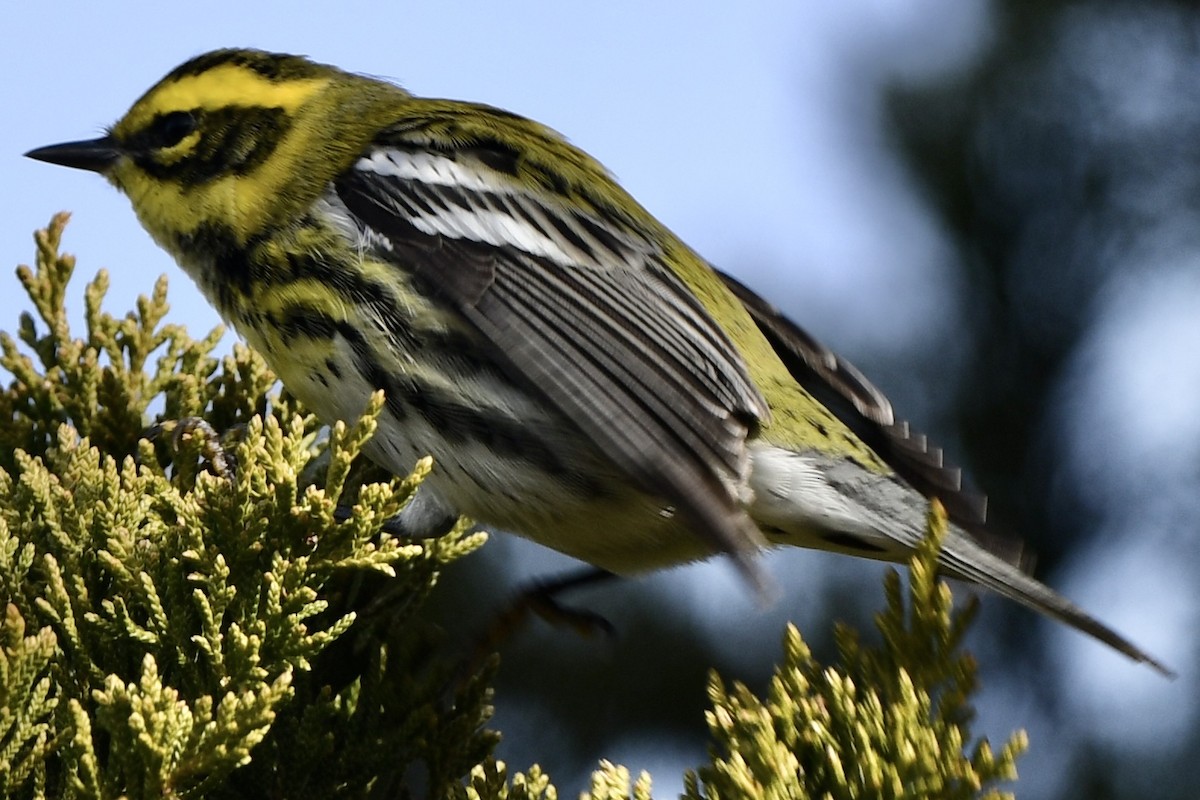 Townsend's Warbler - ML646715775