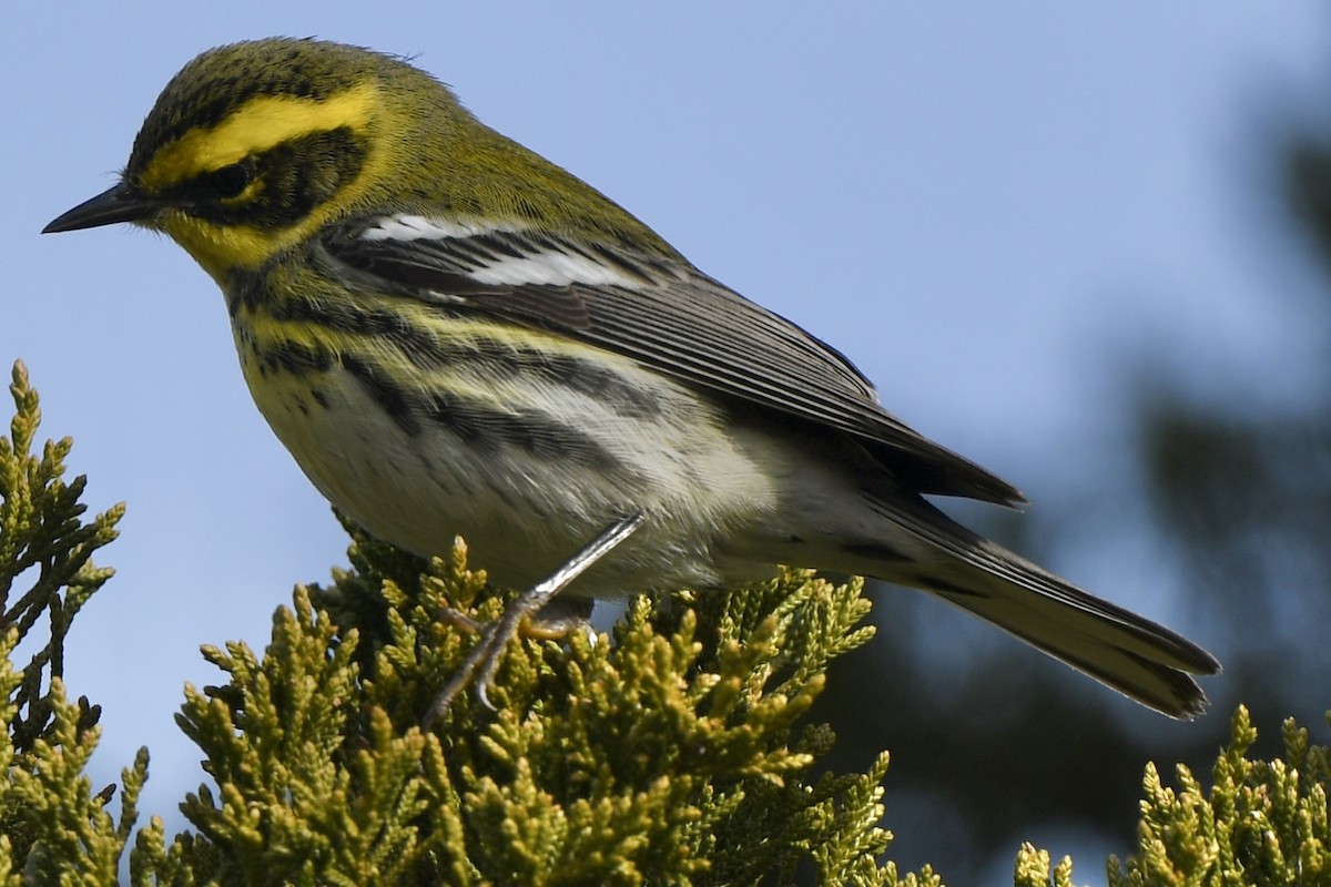 Townsend's Warbler - ML646715776