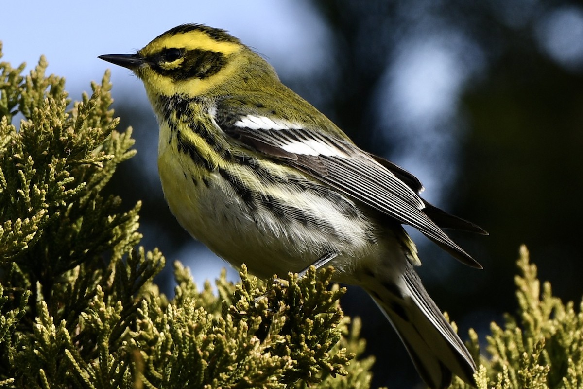 Townsend's Warbler - ML646715777