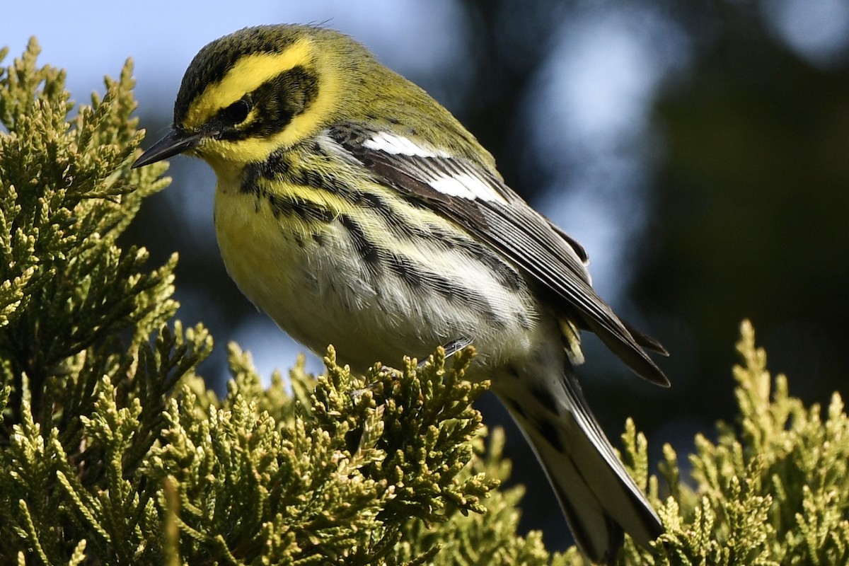 Townsend's Warbler - ML646715778