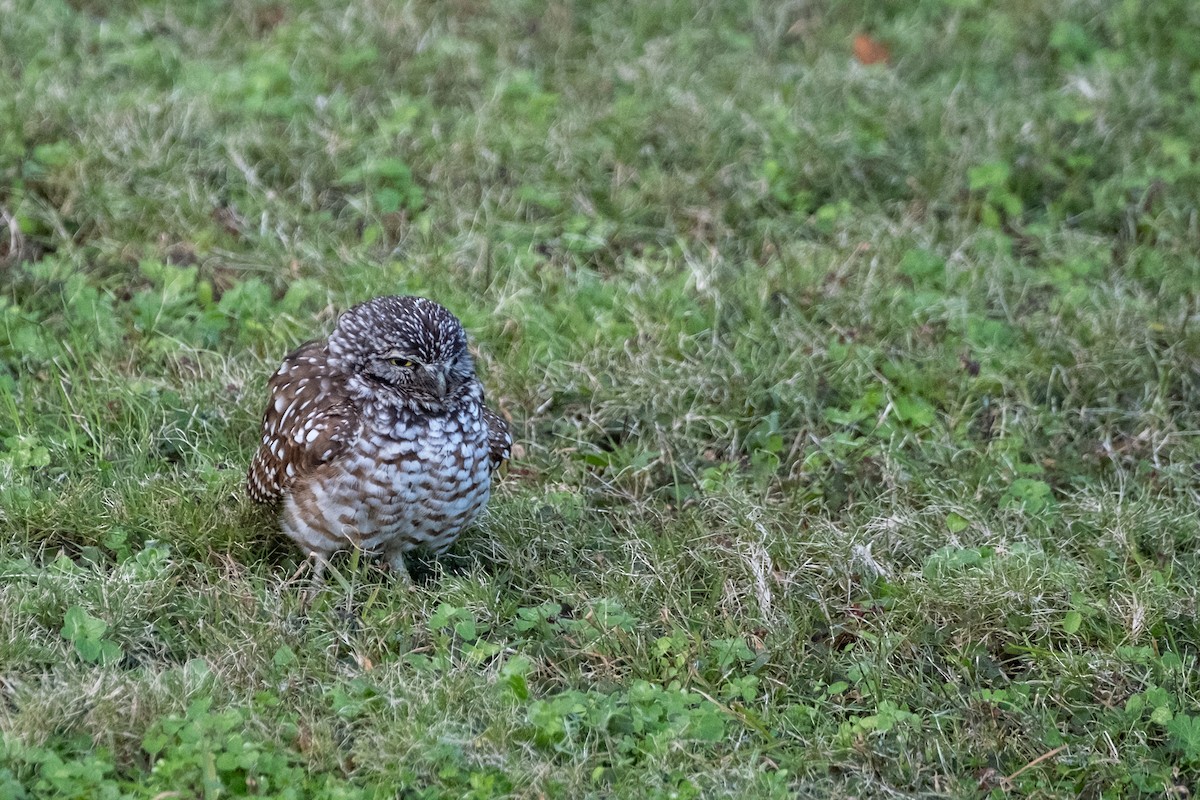 Burrowing Owl - ML646715780