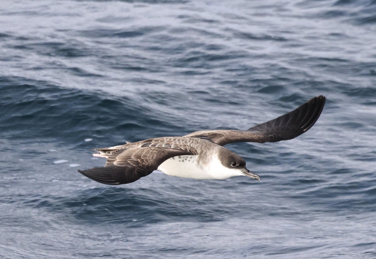 Pardela Capirotada - ML646715781