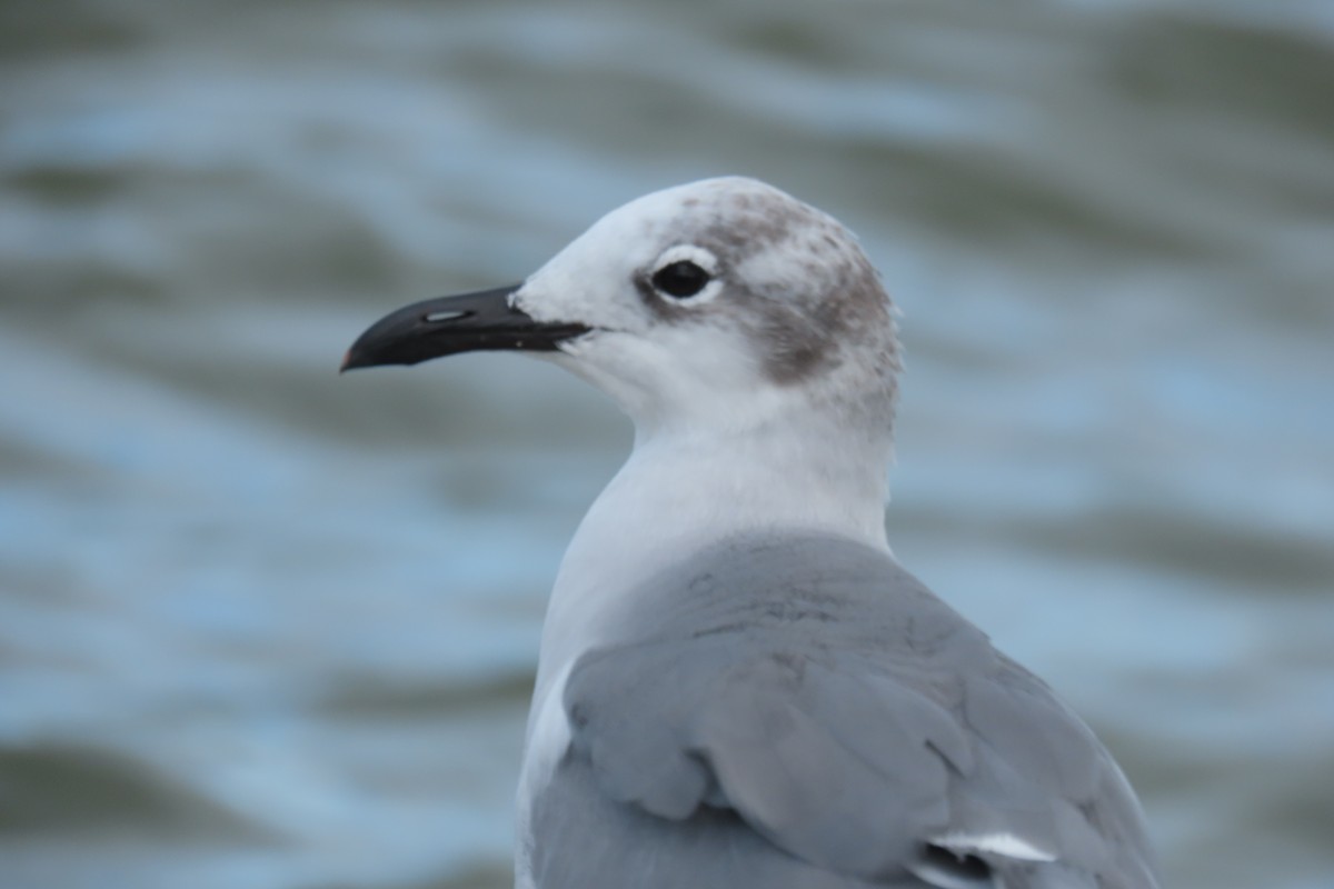 Gabbiano sghignazzante - ML646715782