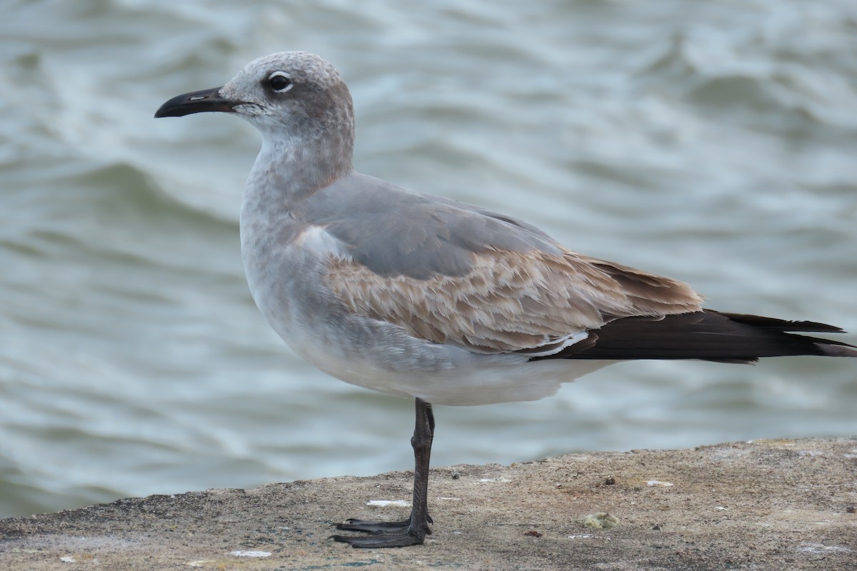 Gabbiano sghignazzante - ML646715783