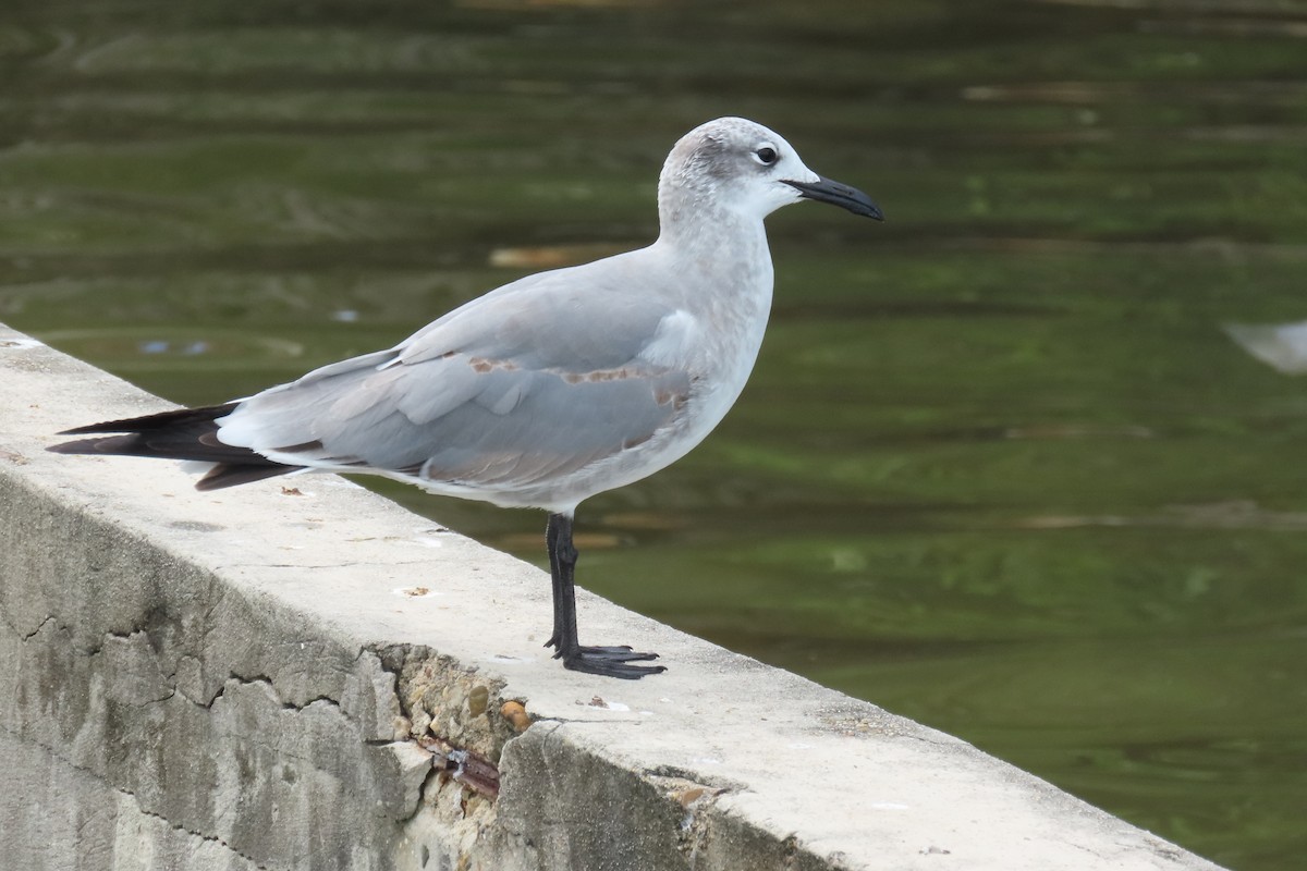 Gabbiano sghignazzante - ML646715784