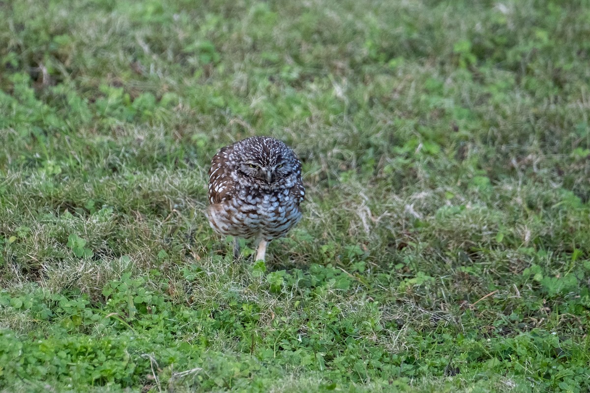 Burrowing Owl - ML646715785