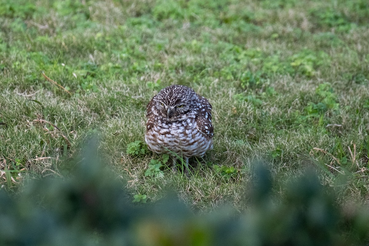Burrowing Owl - ML646715787
