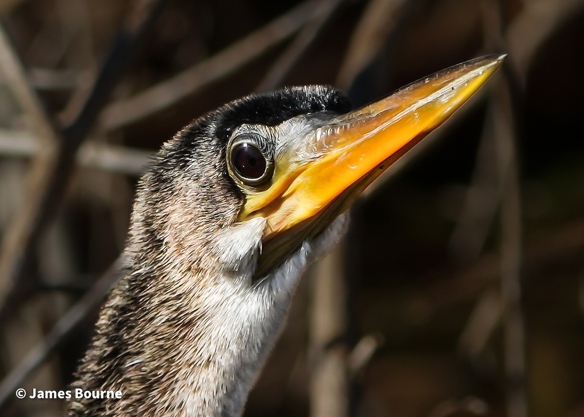 Anhinga - ML646715788