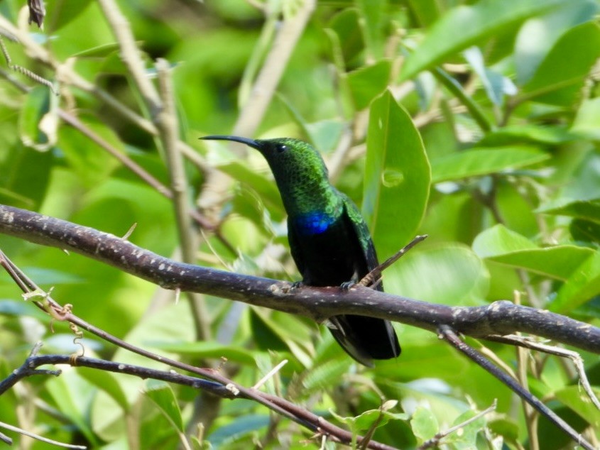 Colibri falle-vert - ML646715792