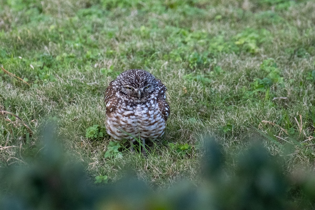 Burrowing Owl - ML646715794
