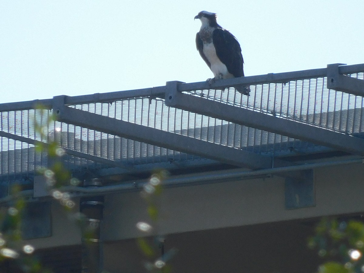 Osprey - ML646715795