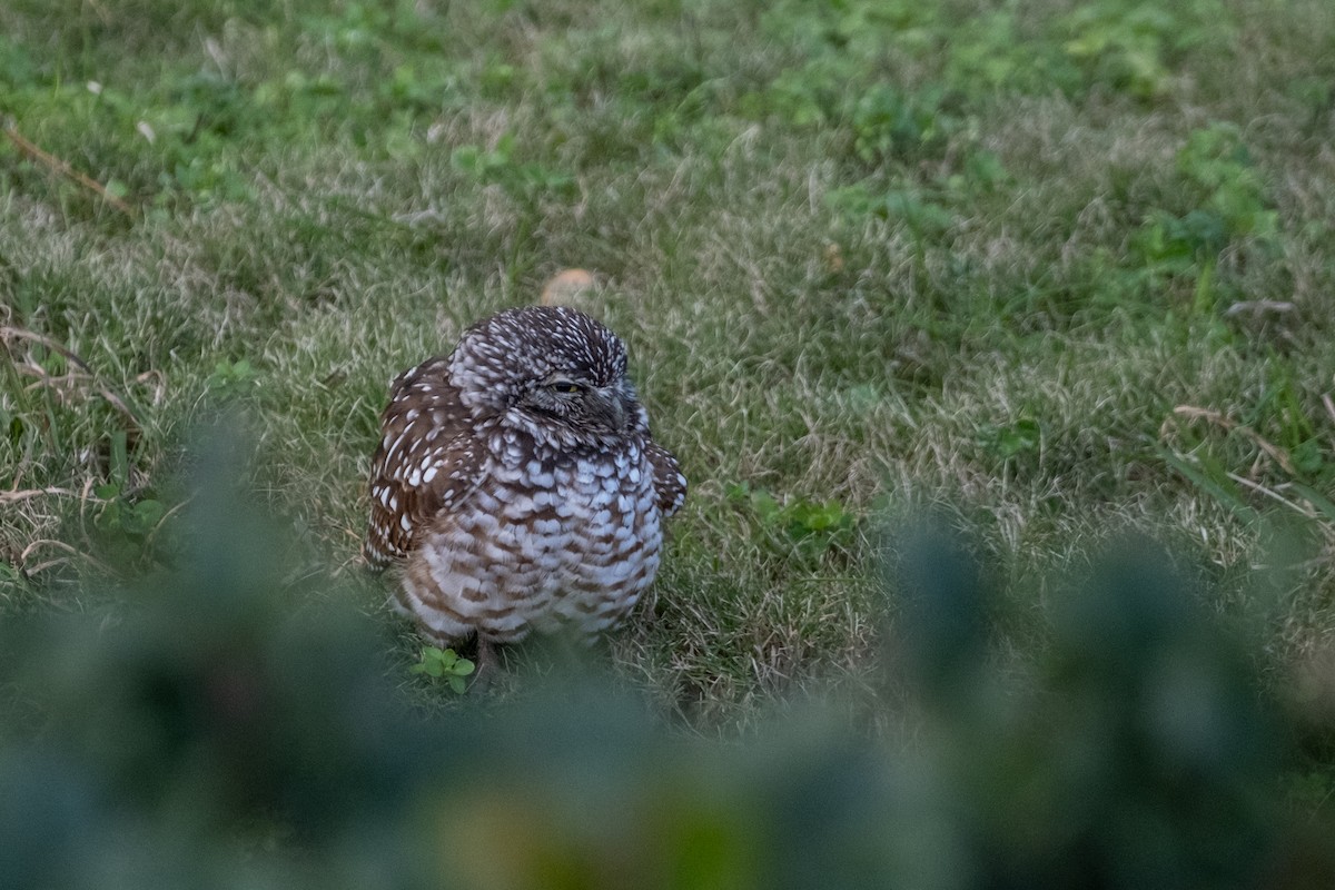Burrowing Owl - ML646715796