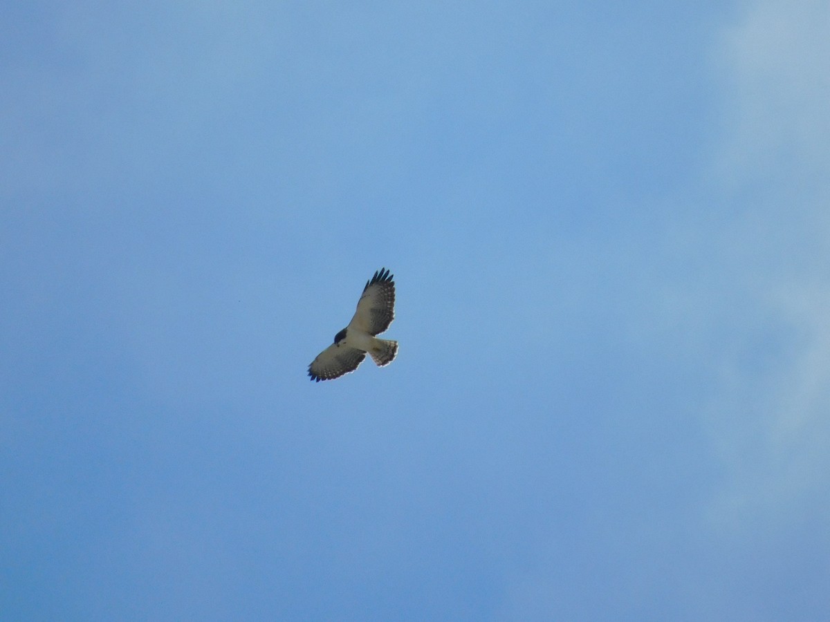 Short-tailed Hawk - ML646715799