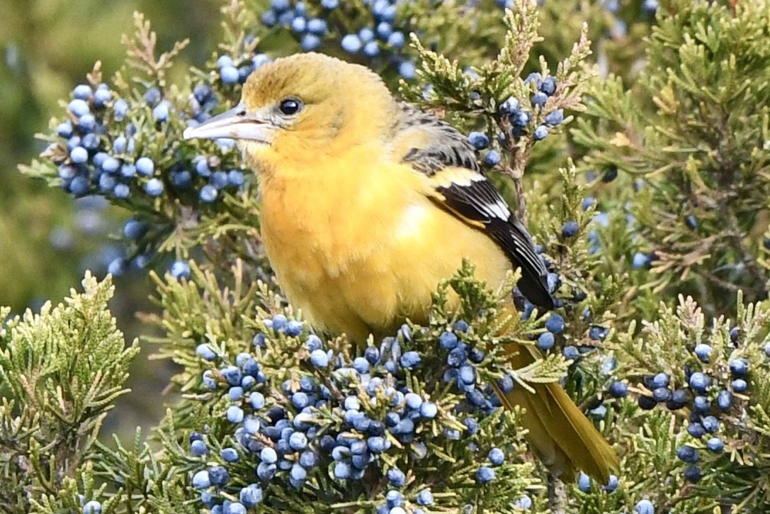 Baltimore Oriole - ML646715801