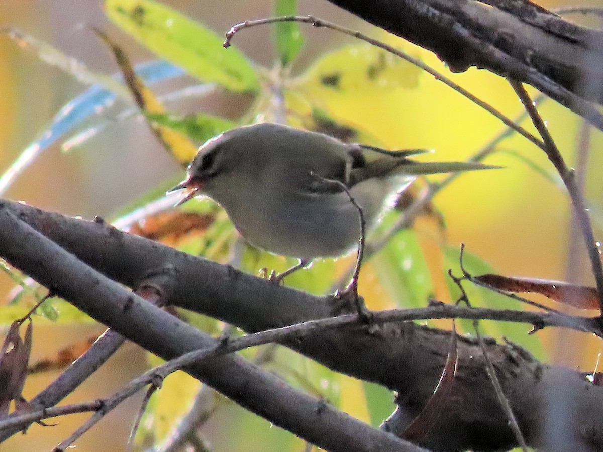 Golden-crowned Kinglet - ML646715803