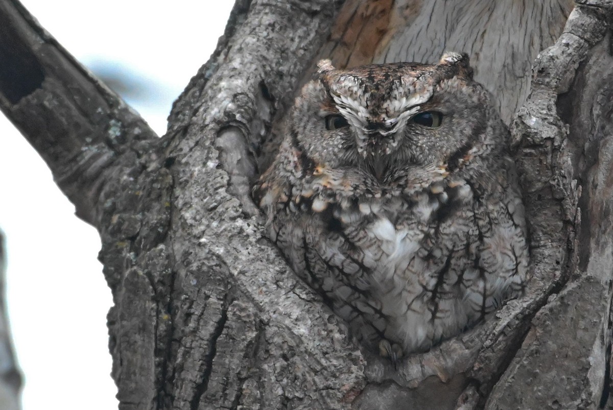 Восточноамериканская совка - ML646715804