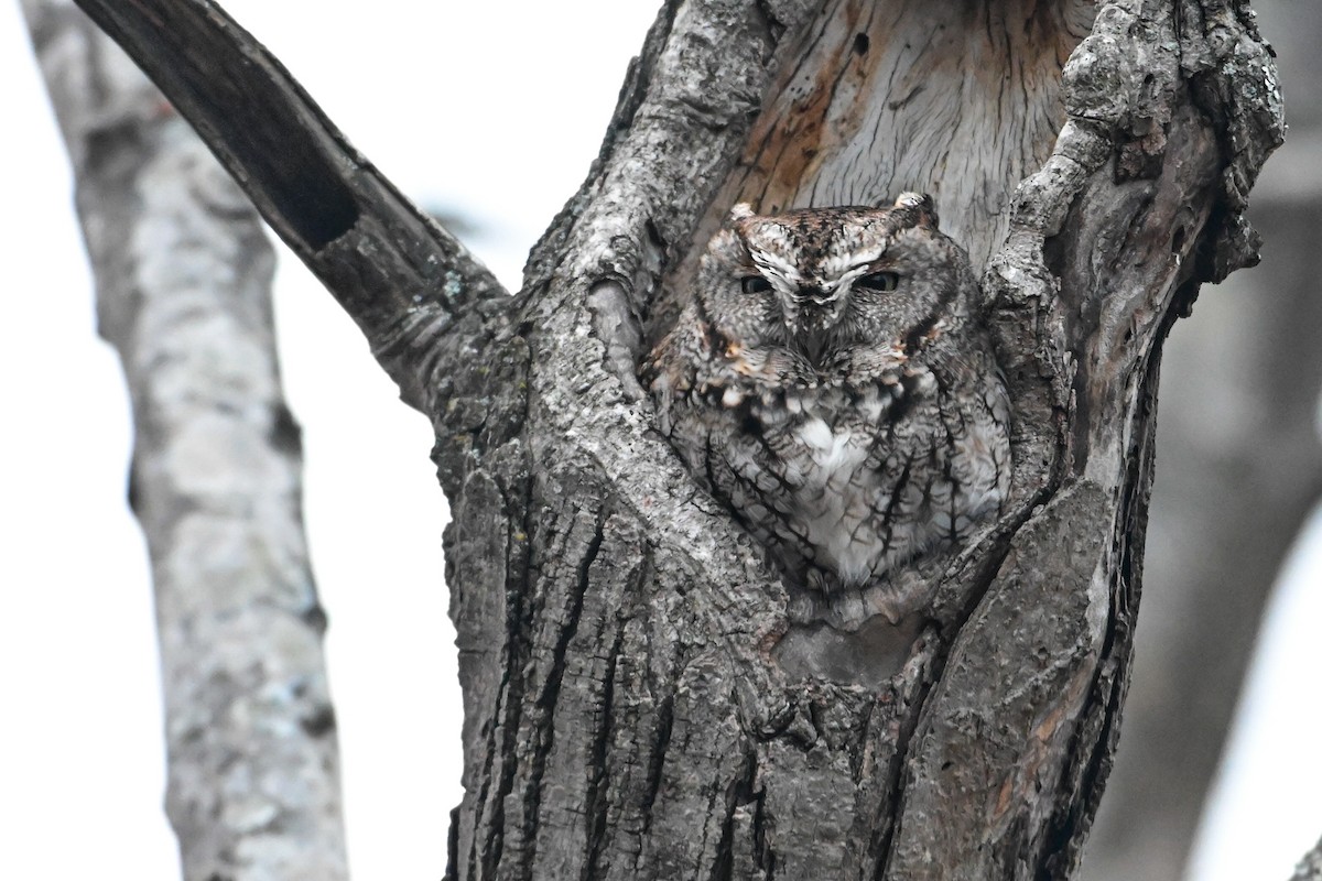 Восточноамериканская совка - ML646715805