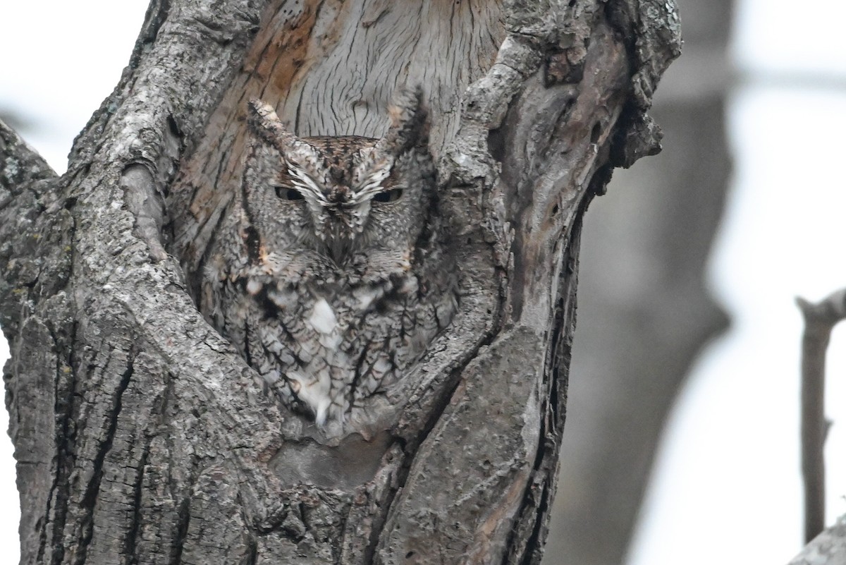 Восточноамериканская совка - ML646715806