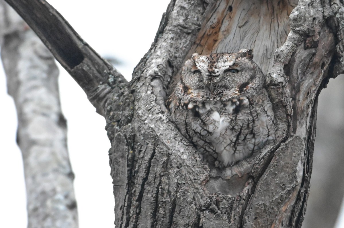 Восточноамериканская совка - ML646715807