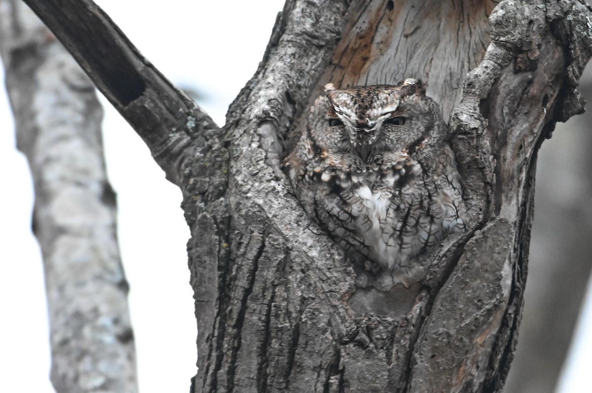 Восточноамериканская совка - ML646715808