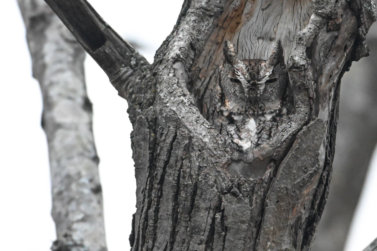 Восточноамериканская совка - ML646715809