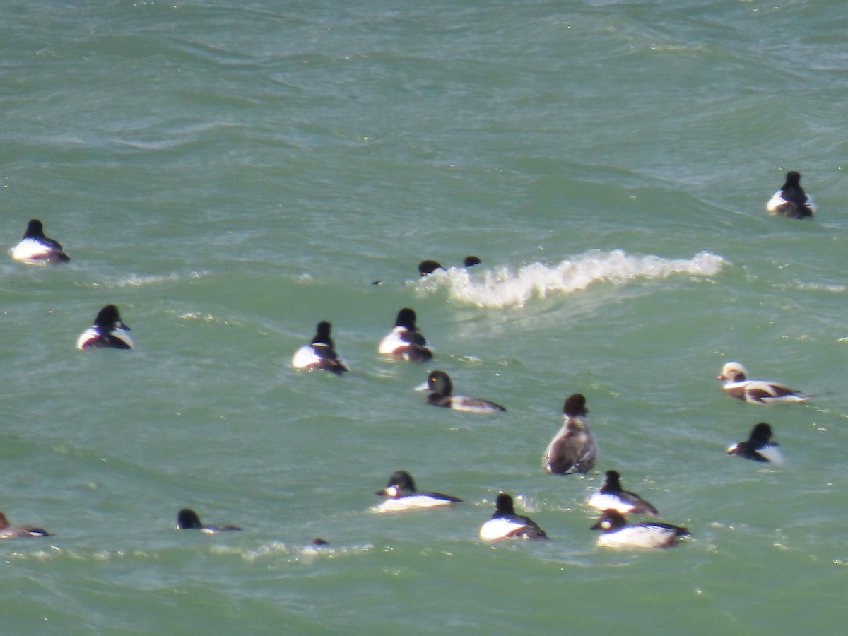 Long-tailed Duck - ML646715819