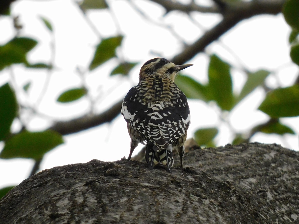 Yellow-bellied Sapsucker - ML646715820