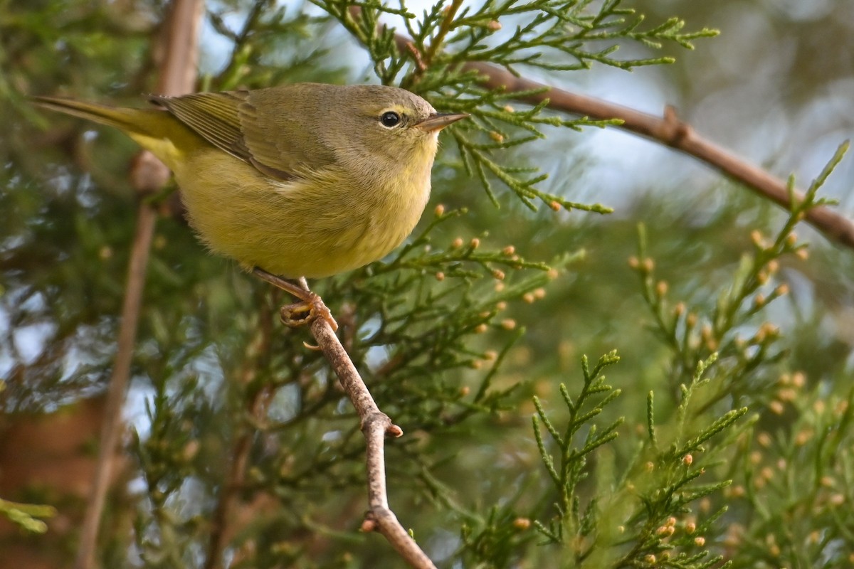 Рыжешапочная древесница - ML646715823